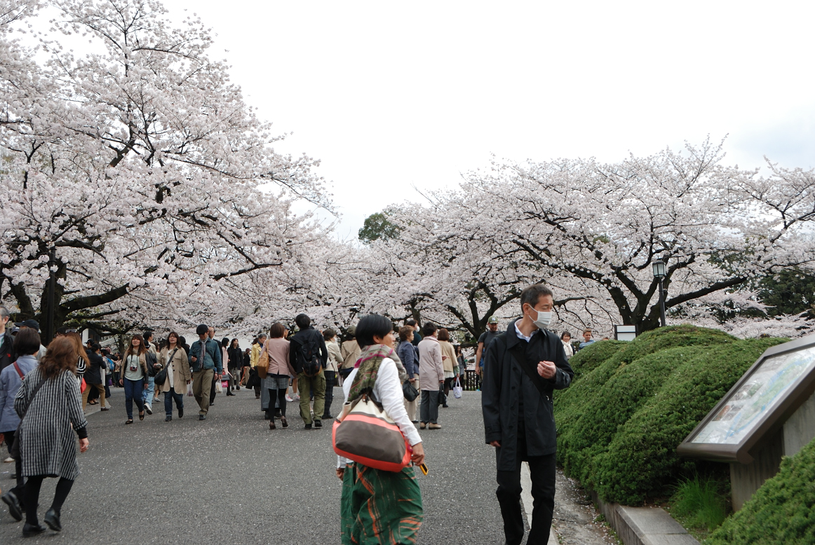 Tokyo Kitanomaru Park cherry blossoms