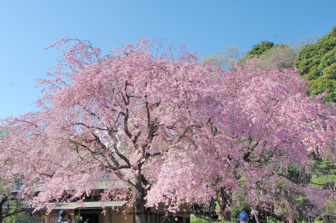 The Tokyo Shinjuku Gyoen National Garden cherry blossoms