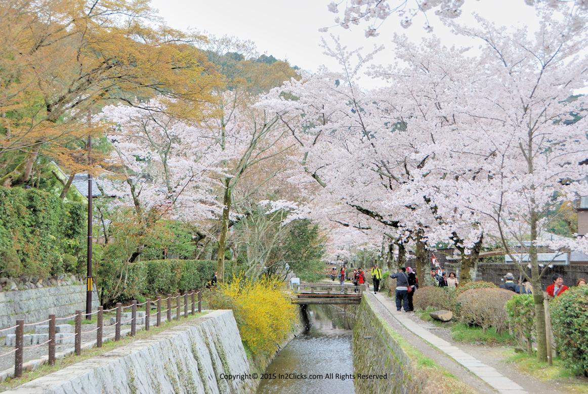 Kyoto Philosopher's Path cherry blossoms