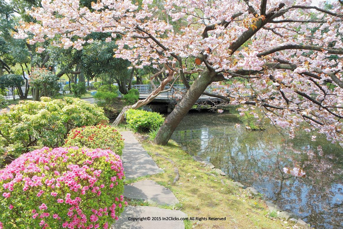 Tokyo National Diet Building Gardens cherry blossoms